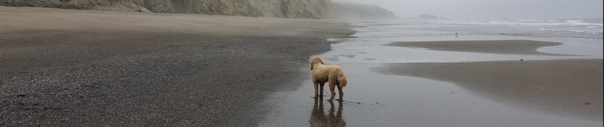 Pictures of dog outings