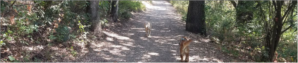 Pictures of dog outings