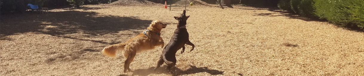 Pictures of dog outings