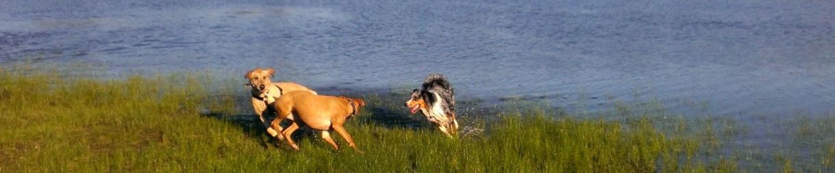 Pictures of dog outings