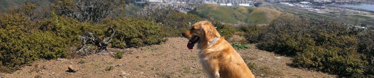 Pictures of dog outings