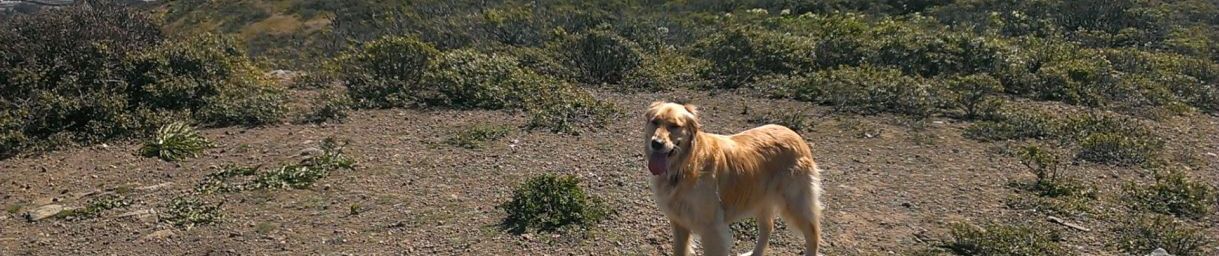 Pictures of dog outings